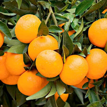 Orange Seeds (Citrus sinensis) for growers planting the Orchard