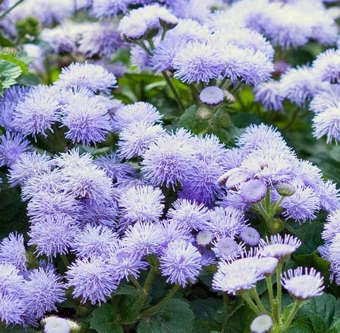 Ageratum (Ageratum houstonianum) flower seeds for planting in home garden