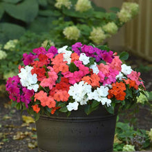 Impatiens Accent Premium-Mix Seeds for colorful blooms in the flower bed