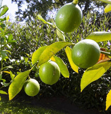 Lime Dwarf Tree Seeds (Citrus aurantiifolia) for growers planting the home gardens and ornamental landscapes