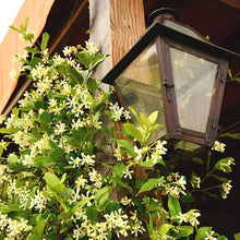 Jasmine Seeds (Jasminum spp.) for seasonal color across the Flower Bed
