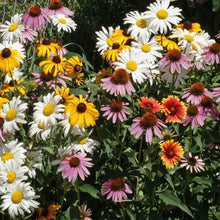Schmetterlings-Unkraut Wildflower Seeds for planting in garden
