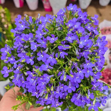 Lobelia Lobelia Siphilitica Great Blue Seeds for a bright addition to the Pollinator Moist Borders