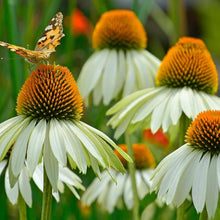Echinacea White Swan coneflower seeds for long-blooming perennial beds