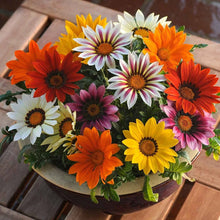 Gazania Gazania Rigens flower Seeds for a bright addition to the indoor pots and balcony garden arrangements
