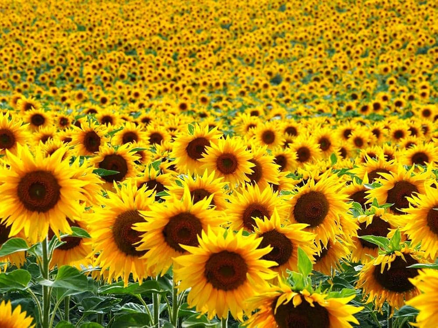 Red Sun Sunflower (Helianthus annuus) for bold flower garden planting