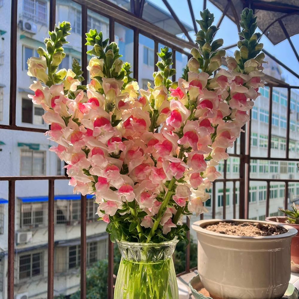 Antirrhinum majus dwarf snapdragon seeds mixed colors