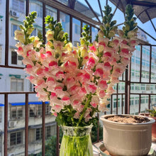 Antirrhinum majus dwarf snapdragon seeds mixed colors