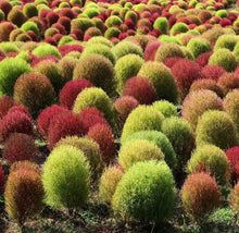 Kochia Burning Bush Green Seeds for long-term planting in the yard
