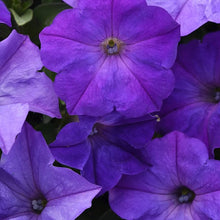 Petunia Petunia Hybrida Blue Sky Seeds for colorful blooms in the Balcony Flower Displays