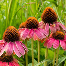 Echinacea Purpurea Seeds for a bright addition to the Healing & Garden Use