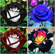 Rare Rainbow Rose seeds for colorful blooms
