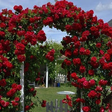Plant Climbing Ivy Seeds for a Beautiful Red Garden et of  Ornamental Garden Plant for Home Gardening