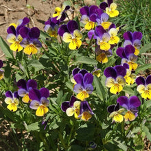 Johnny Jump Up Viola Flowerssamen FRESH Seeds for gardeners building out beds and borders