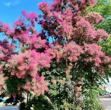 Light Purple Smoketree Seeds (Cotinus coggygria) for a colorful addition to any planting
