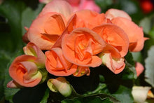 Lantern Begonia Begonia Seeds for a bright addition to the Home Flower Pots