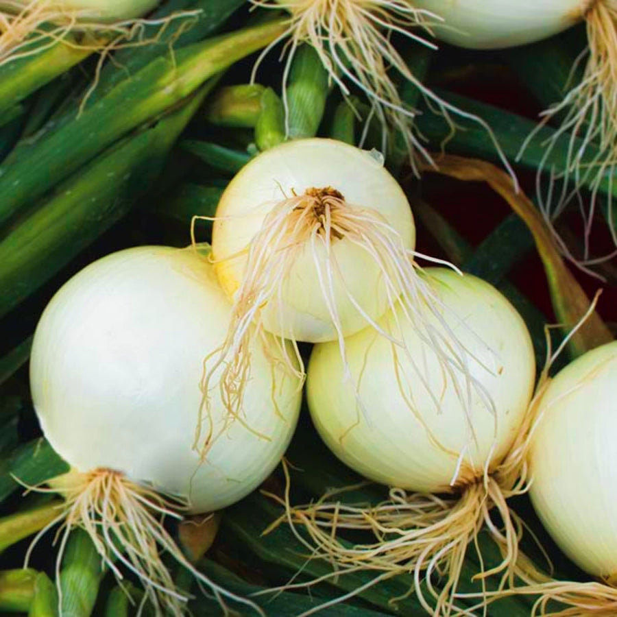 Long day white sweet Spanish onion seeds (Allium cepa) for vegetable garden planting