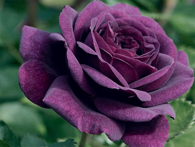 Dark Gray Rose Rare Perennial Flower - for planting in home garden