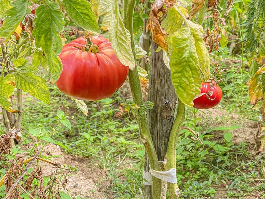 Heirloom beefsteak tomato – Solanum lycopersicum – for planting in home vegetable gardens