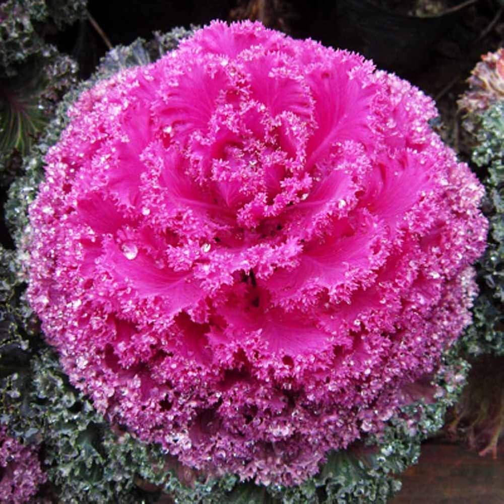 Light pink brassica oleracea flower seeds