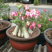 Desert Rose Seeds (Adenium obesum) for a lasting display in the Pink Variety in Indoor Pots