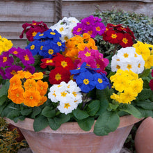 Primrose Seeds (Primula vulgaris) for seasonal color across the backyard flower beds or garden borders