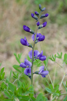 Blue Wild Indigo Seeds for growers filling out the garden flower bed