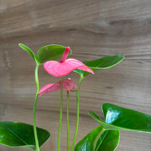 Anthurium Anthurium Andraeanum Seeds prized for indoor Decorative Planting