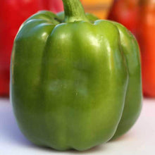 Emerald Giant Pepper Seeds known for large Yields