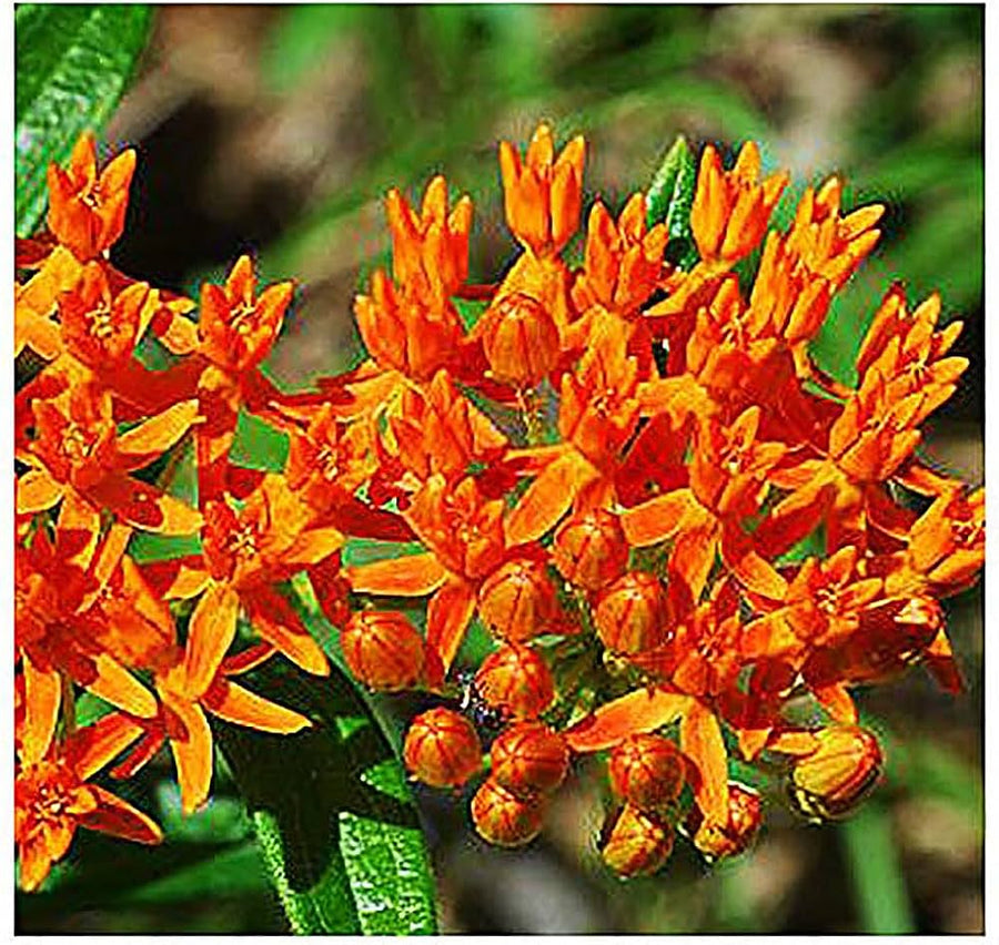 Asclepias Asperula Asclepias asperula for planting in butterfly garden