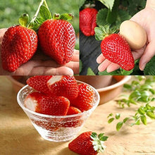 Black Red Giant Climbing Strawberry Seeds for sweet homegrown fruit in the Fruit Garden