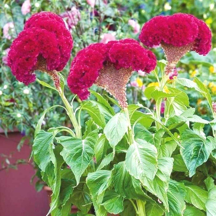 Gallo crest Celosia cristata flower seeds for planting in backyard gardens - for planting in home garden