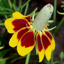 Mexican Hat Ratibida Columnifera Seeds for a colorful addition to any planting
