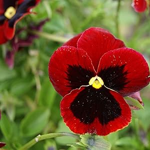 Pansy Viola Tricolor Mini Flower Seeds for Planting – Perfect for Edging and Container Gardens