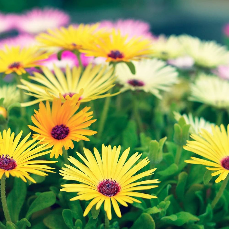 Mongimbryanthemum Sea Semi Fig Marigold Seeds