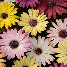 African daisy seeds (Osteospermum) for planting in urban gardens