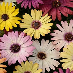 African daisy seeds (Osteospermum) for planting in urban gardens