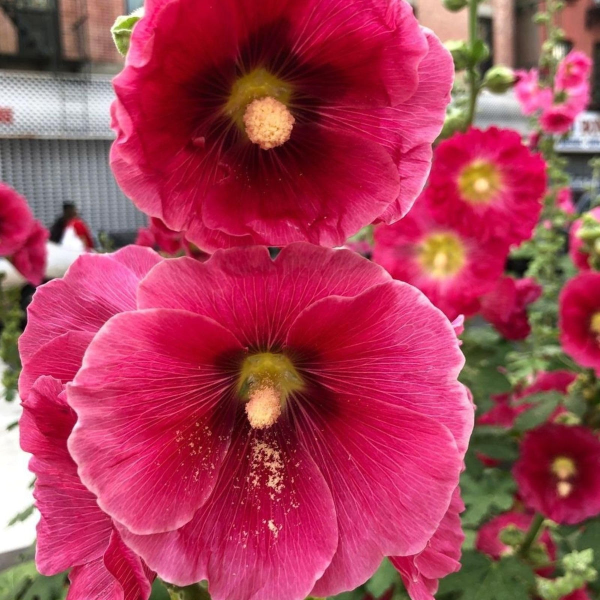 Hollyhock flower Alcea rosea dark red seeds for planting in backyard garden or tall flower beds
