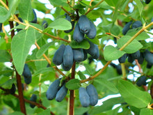 Lonicera caerulea honeyberry fruit seeds for garden planting