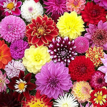 Red and White Dahlia Seeds (Dahlia pinnata) for growers filling out the backyard garden borders