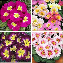 Plant Seeds (Saturn deep) for growers filling out the indoor pots