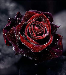 Multicolored Rose Rare Perennial Seeds for gardeners building out beds and borders