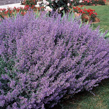 Blue Catmint Seeds for a lasting display in the flower bed home garden