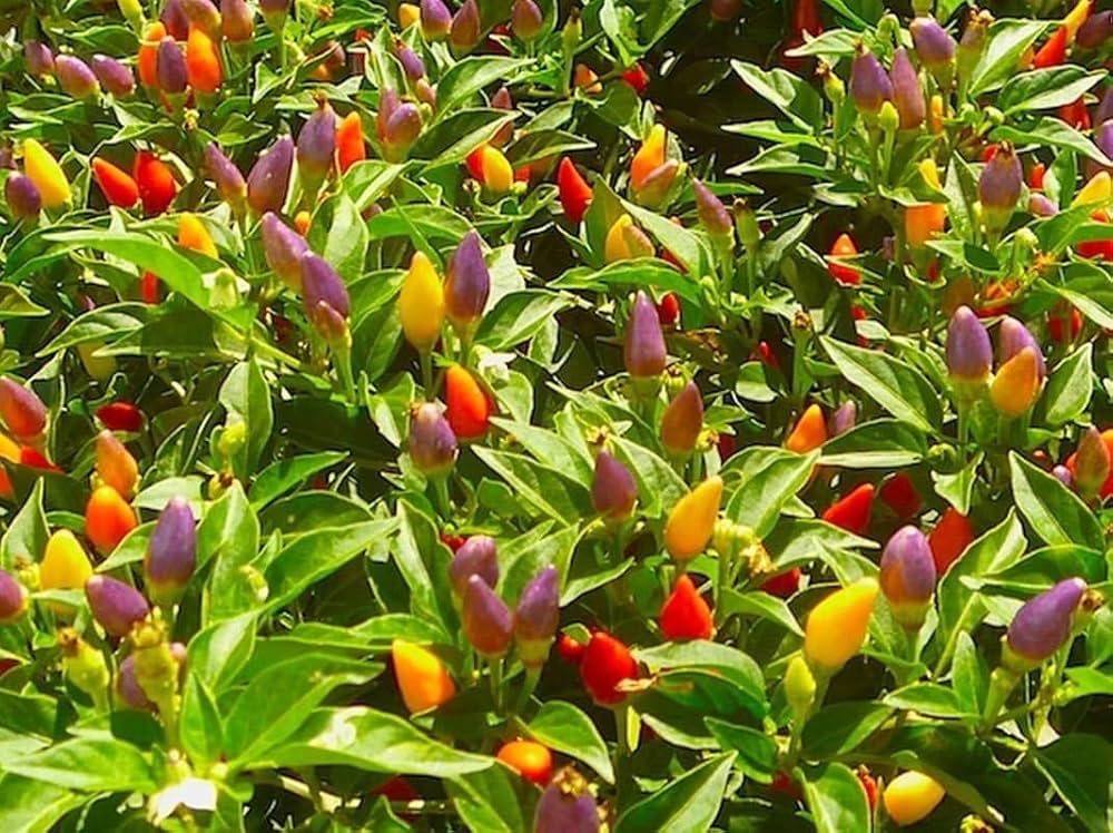 Rainbow Bell Pepper Capsicum annuum seeds for planting in home gardens