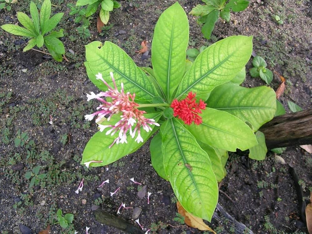 Snakeroot Eryngium Yuccifolium Button Flower Seeds for Planting – Unique Native Perennial for Pollinator-Friendly Gardens