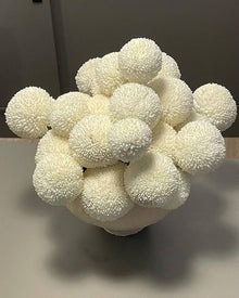 Colorful Chrysanthemum Bonsai Seeds (Chrysanthemum spp.) for a lasting addition to the DIY Garden or Flower Pots
