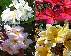 Plumeria Flower for planting