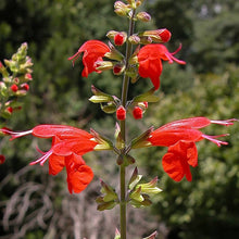 Lady in Red Salvia Seeds for a colorful addition to any planting