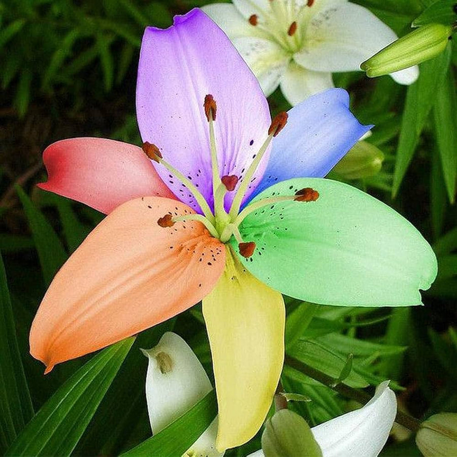 Lily Rare Color Varieties Seeds