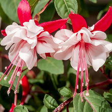 Fuchsia Seeds (Fuchsia spp.) for a bright addition to the Flower Bed & Garden
